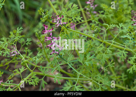 Fleurs roses et mauves sur fumeterre, Fumaria officinalis, plante, une plante herbacée annuelle de lutte contre les mauvaises herbes, Berkshire, peut Banque D'Images