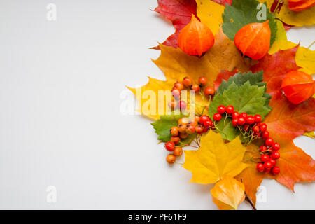 Encore l'automne de la vie, les glands feuilles colorées et une branche avec des baies roses sauvages sur tableau blanc, vue du dessus.copie espace. ashberry et jaune feuilles d'automne, des physalis, écrous Banque D'Images