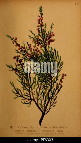 Atlas de la flore alpine (Pl. 301) Banque D'Images