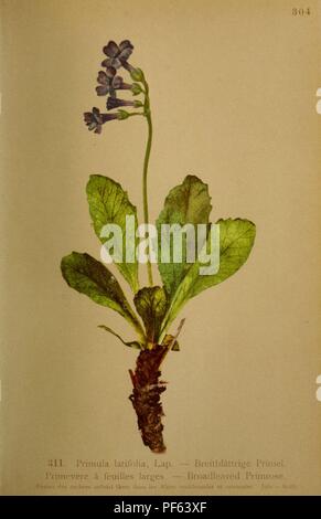 Atlas de la flore alpine (Pl. 311) Banque D'Images