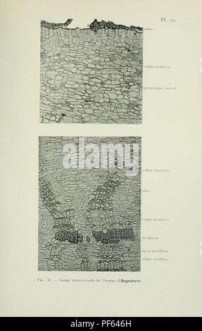 Atlas de photomicrographie des plantes médicinales (page 63) Banque D'Images