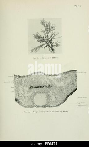 Atlas de photomicrographie des plantes médicinales (page 93) Banque D'Images