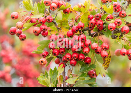 Les baies Hawthorne commun (Crataegus monogyna) Banque D'Images