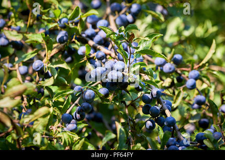 Prunellier ou Prunelle ( Prunus spinosa ) Banque D'Images