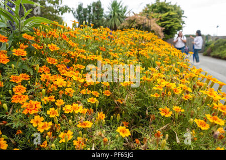 Une vue en gros plan d'une fleur pleine de frontière Oeillet fleurs. Banque D'Images