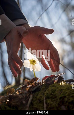 Image main d'hommes de conceptuel faisant un geste de protection sur l'hellébore blanc fleur dans les bois d'un rétro-éclairage par un soleil. Banque D'Images