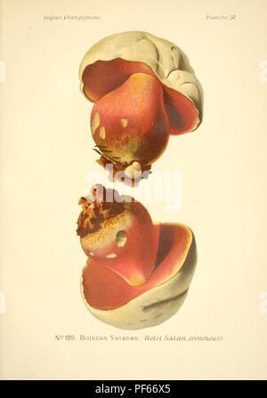 Atlas des champignons comestibles et vénéneux (planche 57) Banque D'Images