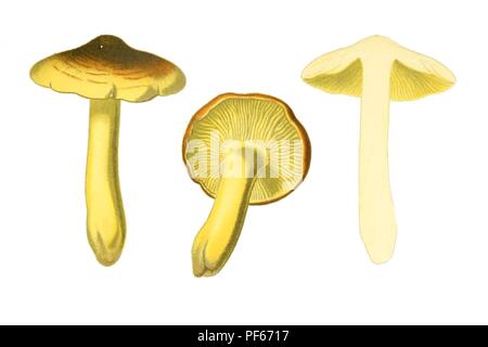 Atlas des champignons comestibles et vénéneux No18. Banque D'Images