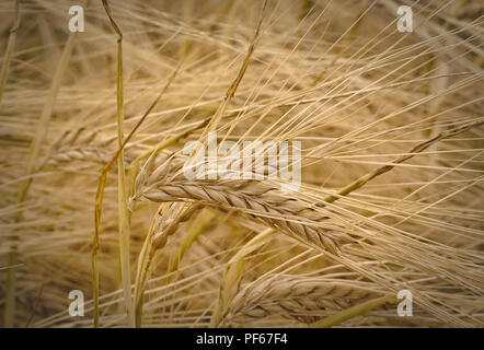 L'orge de l'oreille au milieu d'un champ d'orge peu avant la récolte Banque D'Images
