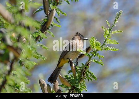 Bulbul commun assis sur un chameau Thorn Tree Banque D'Images