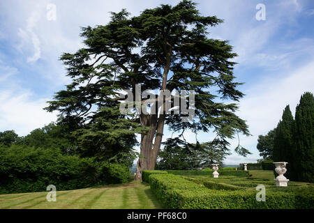 L'arbre vert à maturité dans des jardins entretenus sur country estate Banque D'Images