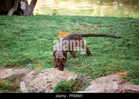 Madagascar le Fossa (Cryptoprocta ferox), l'Afrique Banque D'Images