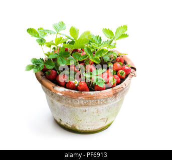 Fraisier aux fruits rouges en pot isolated on white Banque D'Images