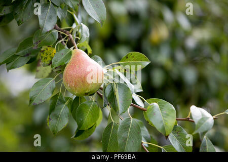 Close-up image of isolated belle poire verte avec des gouttes de la rosée accroché le mûrissement sur branche d'arbre avec des feuilles vertes allumées par bright summer sun sur blurre Banque D'Images