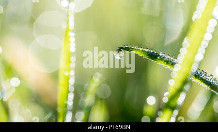 Lames de l'herbe verte avec des gouttes scintillantes et un arrière-plan flou de la lumière du soleil étincelant sur humidité , la nature, eco ou bio. Banque D'Images