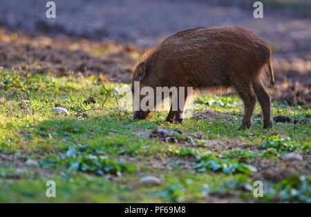 Mignon petit porcelet sauvage, le pâturage dans le soleil Banque D'Images