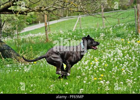 Grand chien noir pure race Cane Corso fonctionnant en prairie avec des fleurs Banque D'Images