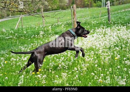 Grand chien noir pure race Cane Corso sautant dans le pré de fleurs Banque D'Images