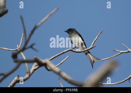 Drongo à ventre blanc qui se repose sur une branche sèche dans la couronne d'un arbre sur un après-midi ensoleillé Banque D'Images