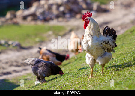 Close-up of big beautiful white bien nourris coq fièrement la garde de troupeau dans l'alimentation des poules sur l'herbe verte journée ensoleillée sur l'arrière-plan flou. Farm Banque D'Images