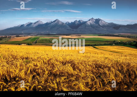 Landscape view of High Tatras mountains at sunrise with wheat field in foreground, Slovakia Banque D'Images