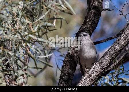 Shrikethrush gris (Colluricincla harmonica) 'course' harmonica Banque D'Images