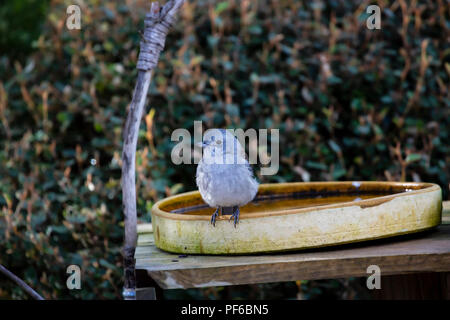 Shrikethrush gris (Colluricincla harmonica) 'course' harmonica Banque D'Images