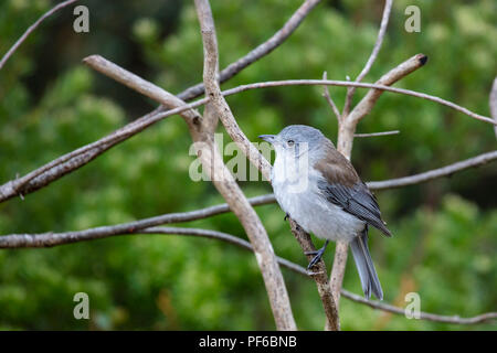 Shrikethrush gris (Colluricincla harmonica) 'course' harmonica Banque D'Images