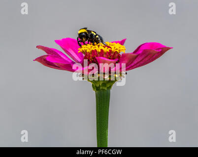 Un grand bourdon repose sur le dessus d'un zinnia rose Banque D'Images
