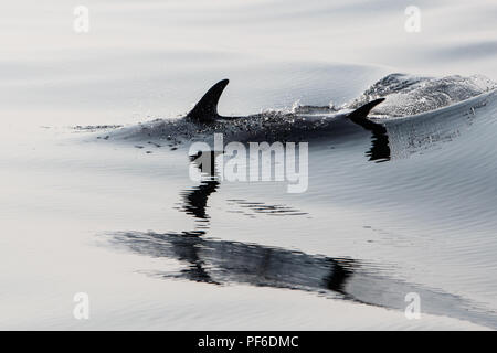 Un Short-Beaked rapide et agile dauphin commun, Delphinus delphis, nage dans l'océan Atlantique Nord au large de Cape Cod, au Massachusetts. Banque D'Images