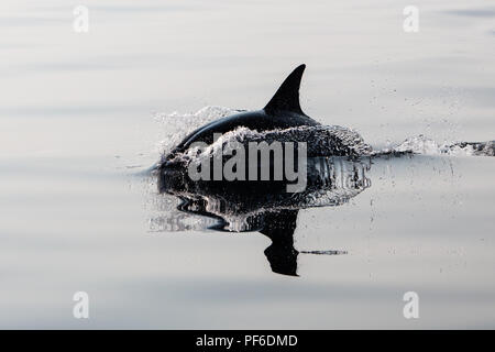 Un Short-Beaked rapide et agile dauphin commun, Delphinus delphis, nage dans l'océan Atlantique Nord au large de Cape Cod, au Massachusetts. Banque D'Images