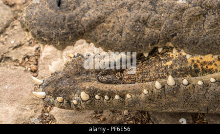 Un lilas breasted roller en Afrique à la jolie et lumineuse Banque D'Images