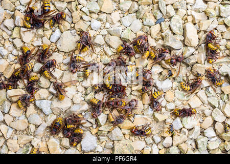 Les frelons européens morts (Vespa crabro) sur route de gravier - France. Banque D'Images