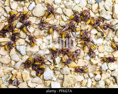 Les frelons européens morts (Vespa crabro) sur route de gravier - France. Banque D'Images