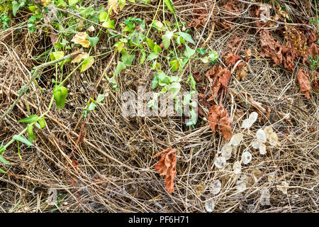 Jardin des mauvaises herbes, feuilles et brindilles pour la gravure ou le compostage. Banque D'Images