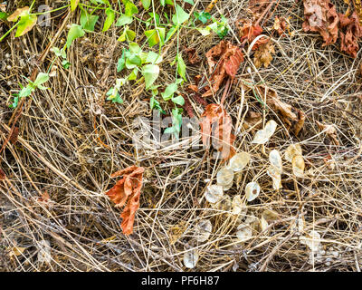 Jardin des mauvaises herbes, feuilles et brindilles pour la gravure ou le compostage. Banque D'Images