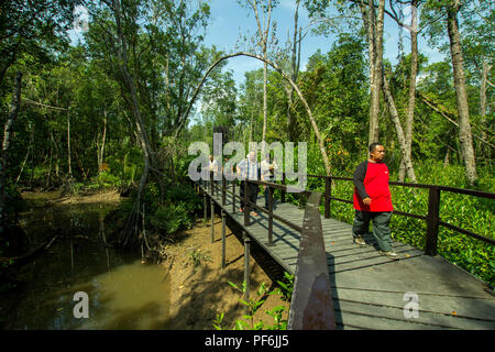 20 août 2018.kuantan pahang, Malaisie,conseil.promenade dans la forêt de mangrove Banque D'Images