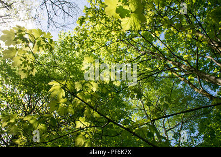 Un tir bas de feuilles de hêtres et châtaigniers dans une forêt aux beaux jours d'été Banque D'Images