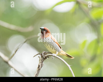 Différentes images de la Munia à poitrine écaillée au RIF Forêt, Gujarat, Inde assis sur une branche d'arbre Banque D'Images