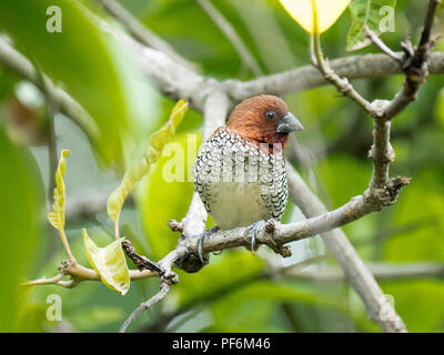 Différentes images de la Munia à poitrine écaillée au RIF Forêt, Gujarat, Inde assis sur une branche d'arbre Banque D'Images