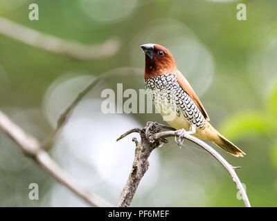 Différentes images de la Munia à poitrine écaillée au RIF Forêt, Gujarat, Inde assis sur une branche d'arbre Banque D'Images