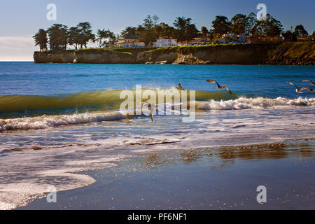 Vol de mouettes sur la plage de Santa Cruz, Californie Banque D'Images