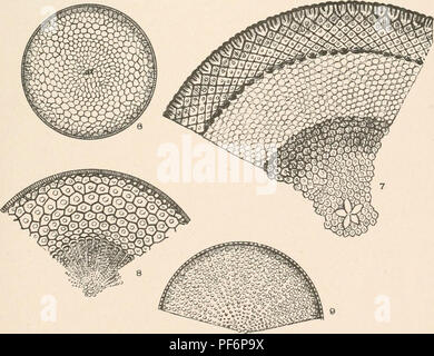 . Diatomaceae de l'Amérique du Nord, illustré de vingt-trois cents figures de l'auteur sur les dessins de cent douze plaques. Fragilariaceae. . Veuillez noter que ces images sont extraites de la page numérisée des images qui peuvent avoir été retouchées numériquement pour plus de lisibilité - coloration et l'aspect de ces illustrations ne peut pas parfaitement ressembler à l'œuvre originale.. Wolle, Francis, 1817 à 1893. Bethlehem, Pennsylvanie , La Presse Comenius Banque D'Images