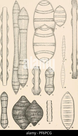 . Diatomaceae de l'Amérique du Nord, illustré de vingt-trois cents figures de l'auteur sur les dessins de cent douze plaques. Fragilariaceae. LX.. Veuillez noter que ces images sont extraites de la page numérisée des images qui peuvent avoir été retouchées numériquement pour plus de lisibilité - coloration et l'aspect de ces illustrations ne peut pas parfaitement ressembler à l'œuvre originale.. Wolle, Francis, 1817 à 1893. Bethlehem, Pennsylvanie , La Presse Comenius Banque D'Images