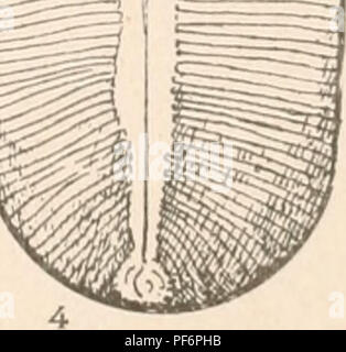 . Diatomaceae de l'Amérique du Nord, illustré de vingt-trois cents figures de l'auteur sur les dessins de cent douze plaques. Fragilariaceae. . Veuillez noter que ces images sont extraites de la page numérisée des images qui peuvent avoir été retouchées numériquement pour plus de lisibilité - coloration et l'aspect de ces illustrations ne peut pas parfaitement ressembler à l'œuvre originale.. Wolle, Francis, 1817 à 1893. Bethlehem, Pennsylvanie , La Presse Comenius Banque D'Images