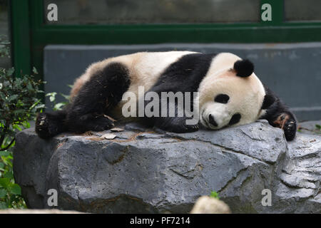 Nanjin, Nanjin, Chine. 20e Août, 2018. Nanjing, Chine-Un adorable Panda au Zoo de la forêt de Hongshan à Nanjing, Jiangsu Province de Chine orientale. Crédit : SIPA Asie/ZUMA/Alamy Fil Live News Banque D'Images