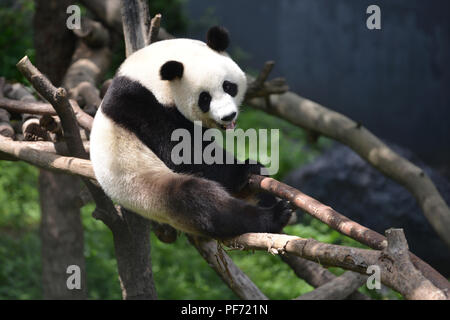 Nanjin, Nanjin, Chine. 20e Août, 2018. Nanjing, Chine-Un adorable Panda au Zoo de la forêt de Hongshan à Nanjing, Jiangsu Province de Chine orientale. Crédit : SIPA Asie/ZUMA/Alamy Fil Live News Banque D'Images