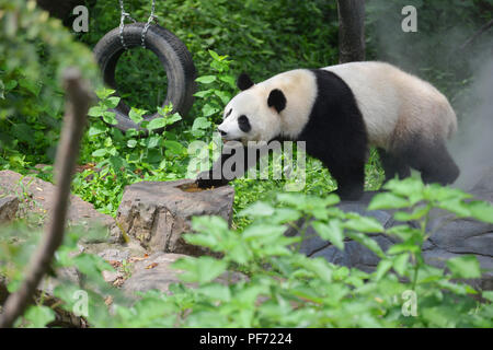Nanjin, Nanjin, Chine. 20e Août, 2018. Nanjing, Chine-Un adorable Panda au Zoo de la forêt de Hongshan à Nanjing, Jiangsu Province de Chine orientale. Crédit : SIPA Asie/ZUMA/Alamy Fil Live News Banque D'Images