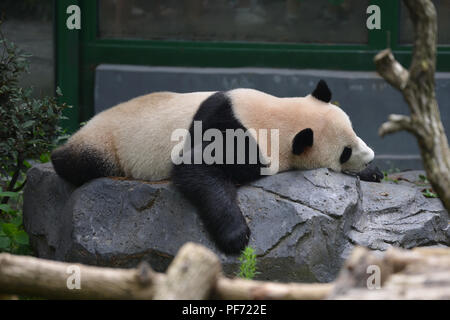 Nanjin, Nanjin, Chine. 20e Août, 2018. Nanjing, Chine-Un adorable Panda au Zoo de la forêt de Hongshan à Nanjing, Jiangsu Province de Chine orientale. Crédit : SIPA Asie/ZUMA/Alamy Fil Live News Banque D'Images