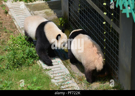 Nanjin, Nanjin, Chine. 20e Août, 2018. Nanjing, Chine-Adorable pandas au Zoo de la forêt de Hongshan à Nanjing, Jiangsu Province de Chine orientale. Crédit : SIPA Asie/ZUMA/Alamy Fil Live News Banque D'Images
